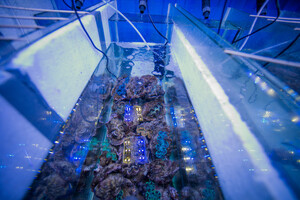 Giant clam Tridacna maxima