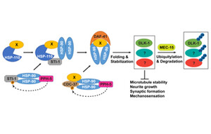 The five test marine organisms used in this study