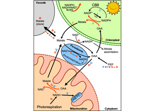 Revisiting energy flow in photosynthetic plant cells