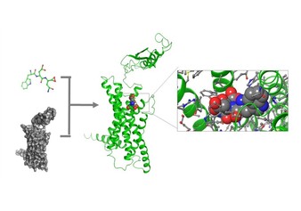 KSD179019 is a novel small molecule which can be developed into an antihypertensive drug to address the continually expanding hypertensive population