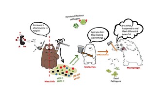 Cartoon depicting the overall pathway involved in MRGPRX2 mediated monocyte recruitment and differentiation. P17 activation of MRGPRX2, but not IgE receptor in mast cells resulting in cytokine releases (MCP-1, MIP1-α, GM-CSF and M-CSF) and subsequent mono