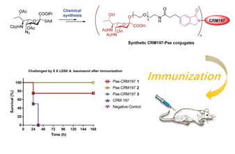 The novel chemical synthetic carbohydrate conjugate vaccine successfully defeats the infection of drug resistant Acinetobacter baumannii.