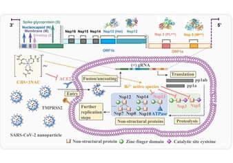 Roles of brain-derived neurotrophic factor (BDNF) in skeletal muscle metabolism. Image credit: Ms Wing Suen CHAN