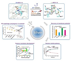 Illustration of silver to re-sensitise colistin against pathogen carrying mcr gene in vitro and in vivo