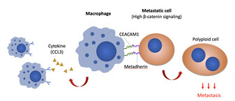 The research discovers that Wnt/-catenin signalling in metastatic cells upregulates the expression of cancer cells metadherin and communicates with macrophages through CEACAM1. Image modified from original illustration of Adv. Sci. (Weinh) 2022; e2103230.