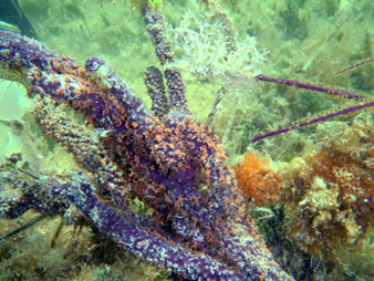 Using stable isotope techniques, the research team was able to unravel the flow of nutrients between different species of algae in their host, a Caribbean coral species. Photo credit: M.A. Coffroth