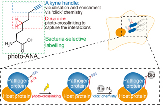 Image modified from original illustration of Li et al, 2023 Nature Chemical Biology (doi: 10.1038/s41589-022-01245-7)