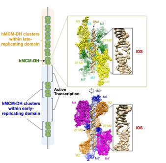 An initial open structure (IOS) is formed upon binding of human MCM double hexamer (hMCM-DH) to origin DNA. Image modified from original illustration of Li et al, 2023 Cell 186, 1-14.