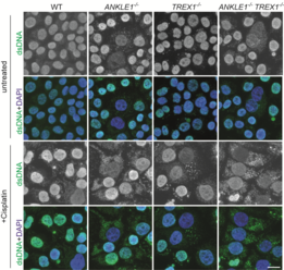 HKU Biologists Reveal a Molecular Scissor that Cuts Chromatin Bridge and Prevents DNA Damages and Autoimmunity