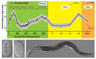  RIF1-PP1 prevents BLM from unwinding the ultrafine DNA bridges.