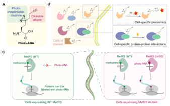 HKU Scientists Developed a Novel Approach to Interrogate Tissue-specific Protein-protein Interactions Paving Ways to Understand Organ Development and Disease Pathogenesis