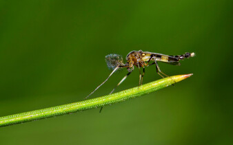 Global Study Reveals Patterns in Arthropod Biodiversity Using Advanced DNA Methods