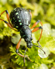 HKU Ecologists Lead International Effort to Understand Declining Insect Biodiversity in the Tropics