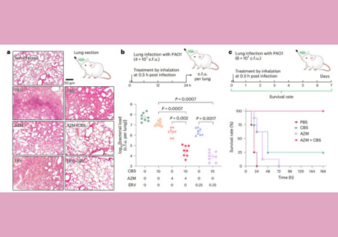 HKU Chemists Pioneer Metallodrug-Antibiotic Combination Strategy to Combat Superbugs