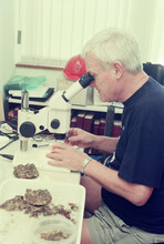 His passion for research: Professor Morton conducting research at the Swire Institute of Marine Science.