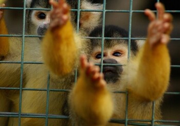 Squirrel monkeys.