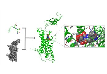 KSD179019 is a novel small molecule which can be developed into an antihypertensive drug to address the continually expanding hypertensive population