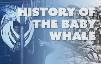 History of the Baby Whale