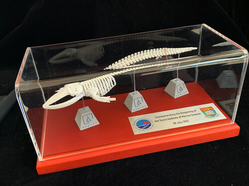 3D printed replica of the whale