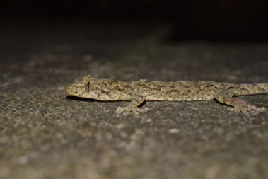 The thermal tolerance of Chinese Geckos (Gekko chinensis) have been studied in Hong Kong to better understand the vulnerability of nocturnal species to warming. 