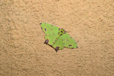The moth Agathia lycaenaria spotted during a survey in Hong Kong. Continued research in Dr. Bonebrake’s lab is revealing how climate change, urbanization and light pollution are affecting moths in the region. 