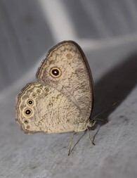 The species Bicyclus dorothea has been the subject of continued ecological and evolutionary study in Cameroon, showing how plasticity in thermal tolerance is shaped by both climate and habitat. The results of this work shed light on the climate change vulnerability of tropical forest species. 