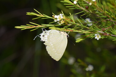 A spectacular butterfly of Hong Kong, Artipe eryx, found during field surveys.