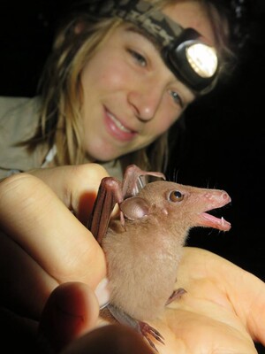 Releasing Macroglossus sobrinus (a small nectar bat) in Xishuangbanna Tropical Botanical Garden, Yunnan, China