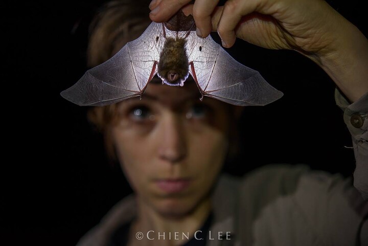 Releasing Kerivoula hardwickii (a small insectivorous bat) in Xishuangbanna Tropical Botanical Garden, Yunnan, China