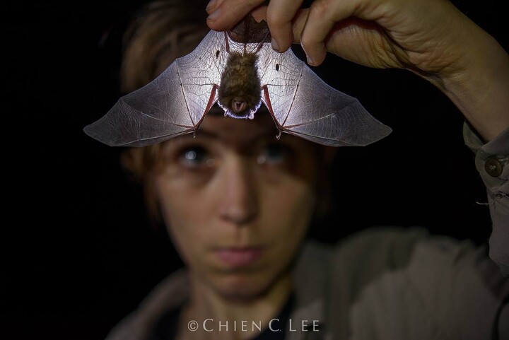 Releasing Kerivoula hardwickii (a small insectivorous bat) in Xishuangbanna Tropical Botanical Garden, Yunnan, China 