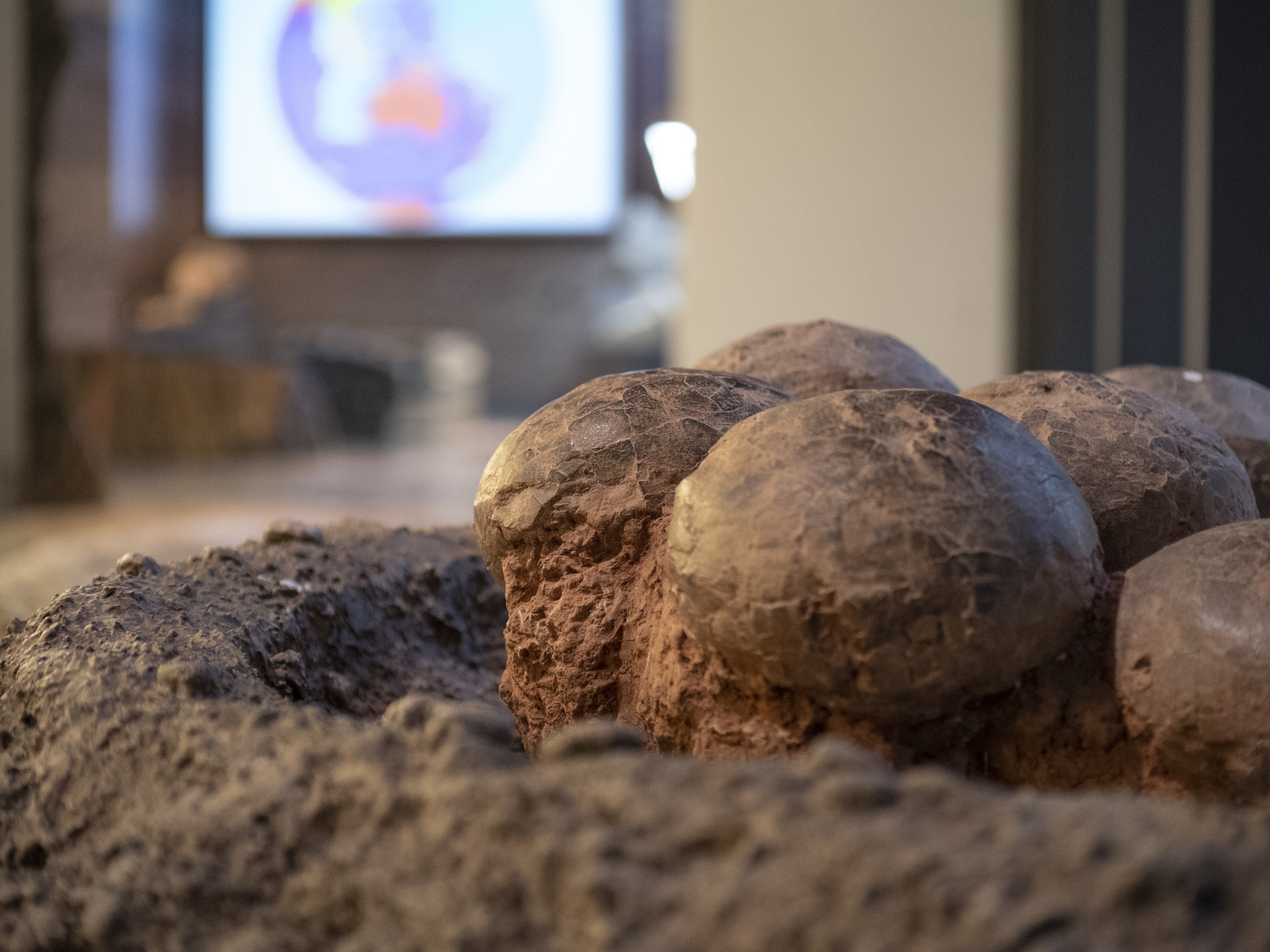 The collection at the Stephen Hui Geological Museum