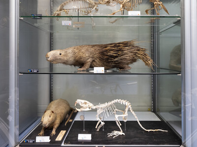 Species in Hong Kong Biodiversity Museum