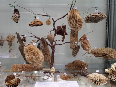 Species in Hong Kong Biodiversity Museum