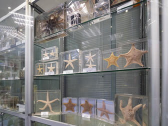 Species in Hong Kong Biodiversity Museum