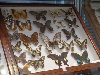 Species in Hong Kong Biodiversity Museum