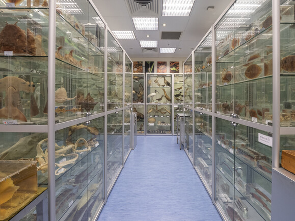 Hong Kong Biodiversity Museum