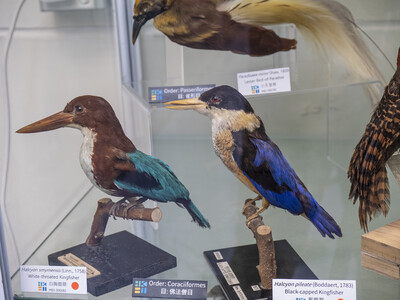 Species in Hong Kong Biodiversity Museum