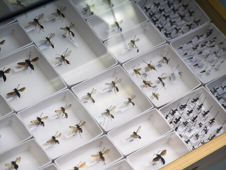 Species in Hong Kong Biodiversity Museum