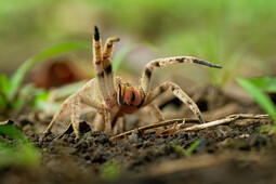 Growing demand for pet spiders and scorpions puts rare species at risk