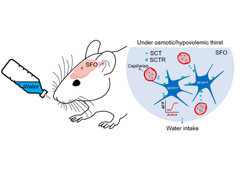 澎湃: 港大神經科學家發現胰泌素受體調控飲水行為 