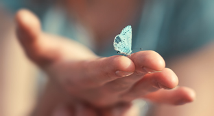 South China Morning Post: Scientists seek public help to keep track of butterflies across Hong Kong and southern China