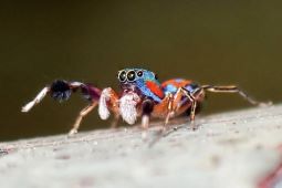 South China Morning Post: Hong Kong Biodiversity Museum Looks to Counter Prejudice’ against Spiders as Part of Mission to Boost Ecological Awareness