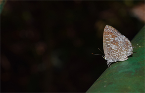 Hong Kong Free Press: Hong Kong Butterfly Boom may be Linked to Warm Winter, with Habitat Loss Leading to Urban Sightings, Experts Suggest