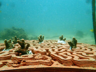 South China Morning Post: South China Sea: scientists see China collaboration as crucial to saving marine life
