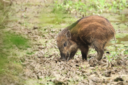 South China Morning Post:  Microplastics found in 85% of faeces collected from wild animals in Hong Kong
