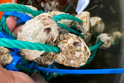 South China Morning Post: Hong Kong consumers need not be at sea when it comes to oysters