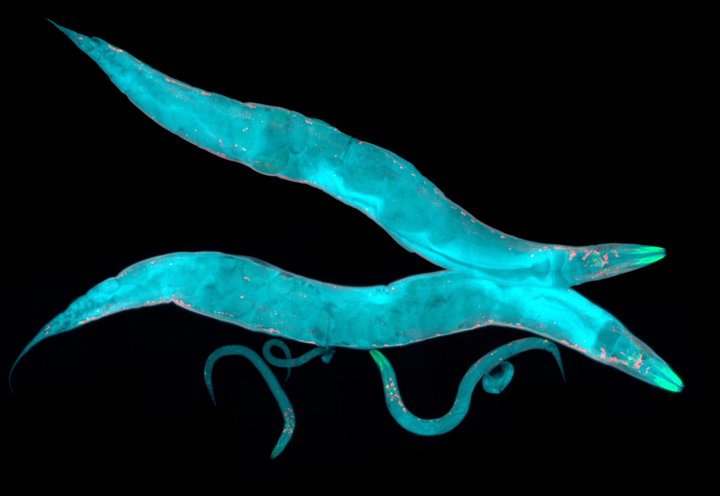 Decoding Age Stamps in Understanding DevelopmentAL Evolution