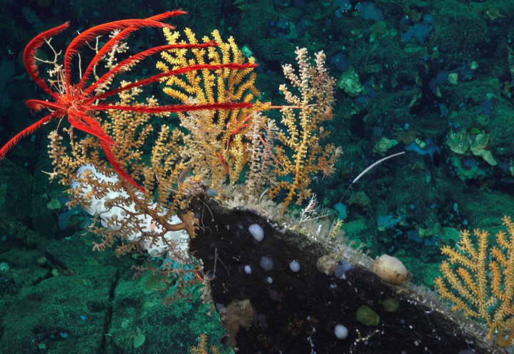 Assessing Risks of Climate Solutions in the Deep Sea