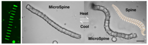 Microspine photo