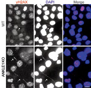 Decoding Age Stamps in Understanding Developmental Evolution